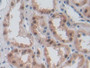 DAB staining on IHC-P; Samples: Mouse Kidney Tissue; Primary Ab: 30µg/ml Rabbit Anti-Mouse CFLAR Antibody Second Ab: 2µg/mL HRP-Linked Caprine Anti-Rabbit IgG Polyclonal Antibody