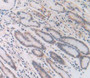 DAB staining on IHC-P; Samples: Human Stomach Tissue