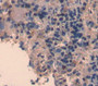 Cd5 Antigen Like Protein (Cd5L) Polyclonal Antibody, Cat#CAU21488