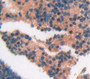 Cd5 Antigen Like Protein (Cd5L) Polyclonal Antibody, Cat#CAU21489