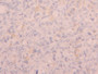 DAB staining on IHC-P; Samples: Human Ovary Tissue;  Primary Ab: 20µg/ml Rabbit Anti-Human CD5L Anti