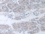 DAB staining on IHC-P; Samples: Human Stomach Tissue.