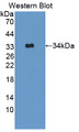 Western Blot; Sample: Recombinant protein.