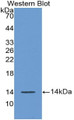 Western Blot; Sample: Recombinant protein.