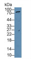 Western Blot; Sample: Human Serum; ; Primary Ab: 2µg/ml Rabbit Anti-Human AGGF1 Antibody; Second Ab: 0.2µg/mL HRP-Linked Caprine Anti-Rabbit IgG Polyclonal Antibody;