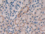 DAB staining on IHC-P; Samples: Rat Kidney Tissue; Primary Ab: 30µg/ml Rabbit Anti-Rat FGF15 Antibody Second Ab: 2µg/mL HRP-Linked Caprine Anti-Rabbit IgG Polyclonal Antibody