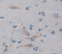 Delta/Notch Like Egf Repeat Containing Protein (Dner) Polyclonal Antibody, Cat#CAU21514