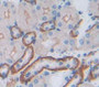 Fibroblast Growth Factor Receptor Like Protein 1 (Fgfrl1) Polyclonal Antibody, Cat#CAU21518