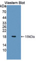 Western Blot; Sample: Recombinant protein.