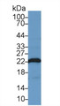 Western Blot; Sample: Rat Heart lysate; Primary Ab: 3µg/ml Rabbit Anti-Mouse PARK7 Antibody Second Ab: 0.2µg/mL HRP-Linked Caprine Anti-Rabbit IgG Polyclonal Antibody