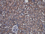 DAB staining on IHC-P; Samples: Mouse Kidney Tissue;  Primary Ab: 20µg/ml Rabbit Anti-Mouse PARK7 An