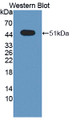 Western Blot; Sample: Recombinant protein.