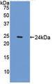 Western Blot; Sample: Recombinant SPRY1, Mouse.