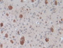 DAB staining on IHC-P; Samples: Mouse Brain Tissue.