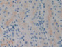 DAB staining on IHC-P; Samples: Rat Kidney Tissue)