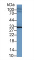 Western Blot; Sample: Mouse Heart lysate; Primary Ab: 1µg/ml Rabbit Anti-Mouse SPRY2 Antibody Second Ab: 0.2µg/mL HRP-Linked Caprine Anti-Rabbit IgG Polyclonal Antibody