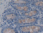 DAB staining on IHC-P; Samples: Rat Rectum Tissue