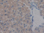 DAB staining on IHC-P; Samples: Mouse Liver Tissue; Primary Ab: 10µg/ml Rabbit Anti-Mouse REG3b Antibody Second Ab: 2µg/mL HRP-Linked Caprine Anti-Rabbit IgG Polyclonal Antibody