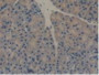 DAB staining on IHC-P; Samples: Mouse Pancreas Tissue