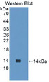 Western Blot; Sample: Recombinant protein.