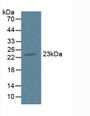 Western Blot; Sample: Mouse Pancreas Tissue.