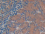 DAB staining on IHC-P; Samples: Mouse Kidney Tissue.