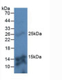 Western Blot; Sample: Mouse Kidney Tissue.