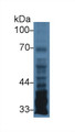 Western Blot; Sample: Human U87MG cell lysate; Primary Ab: 3µg/ml Rabbit Anti-Human PTX3 Antibody Second Ab: 0.2µg/mL HRP-Linked Caprine Anti-Rabbit IgG Polyclonal Antibody