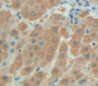 Family With Sequence Similarity 20, Member A (Fam20A) Polyclonal Antibody, Cat#CAU21572