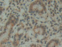 DAB staining on IHC-P; Samples: Human Stomach Tissue; Primary Ab: 10µg/ml Rabbit Anti-Human FAM3D Antibody Second Ab: 2µg/mL HRP-Linked Caprine Anti-Rabbit IgG Polyclonal Antibody