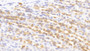 DAB staining on IHC-P; Samples: Rat Stomach Tissue;  Primary Ab: 20μg/ml Rabbit Anti-Rat RFNG Antibody Second Ab: 2µg/mL HRP-Linked Caprine Anti-Rabbit IgG Polyclonal Antibody 