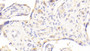 DAB staining on IHC-P; Samples: Human Placenta Tissue; Primary Ab: 20μg/ml Rabbit Anti-Human C1QTNF1 Antibody Second Ab: 2µg/mL HRP-Linked Caprine Anti-Rabbit IgG Polyclonal Antibody