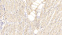 DAB staining on IHC-P; Samples: Human Cardiac Muscle Tissue; Primary Ab: 20μg/ml Rabbit Anti-Human DNAJC12 Antibody Second Ab: 2µg/mL HRP-Linked Caprine Anti-Rabbit IgG Polyclonal Antibody