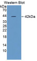 Western Blot; Sample: Recombinant protein.