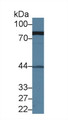 Western Blot; Sample: Human Serum; Primary Ab: 1µg/ml Rabbit Anti-Human MRE11A Antibody Second Ab: 0.2µg/mL HRP-Linked Caprine Anti-Rabbit IgG Polyclonal Antibody