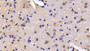 DAB staining on IHC-P; Sample: Mouse Cerebrum Tissue; Primary Ab: 20µg/ml Rabbit Anti-Mouse FADD Antibody Second Ab: 2µg/mL HRP-Linked Caprine Anti-Rabbit IgG Polyclonal Antibody