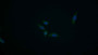 FITC staining on IF; Samples: Human HepG2 cell;  Primary Ab: 20μg/ml Rabbit Anti-Rat PIK3AP1 Antibody Second Ab: 1.5μg/ml FITC-Linked Caprine Anti-Rabbit IgG Polyclonal Antibody 