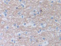 DAB staining on IHC-P; Samples: Human Brain Tissue.