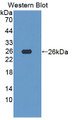 Western Blot; Sample: Recombinant protein.