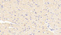 DAB staining on IHC-P; Samples: Mouse Cardiac Muscle Tissue; Primary Ab: 20μg/ml Rabbit Anti-Mouse HADHb Antibody Second Ab: 2µg/mL HRP-Linked Caprine Anti-Rabbit IgG Polyclonal Antibody