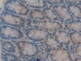 DAB staining on IHC-P; Samples: Mouse Colon Tissue.