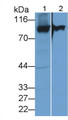 Western Blot; Sample: Recombinant protein.