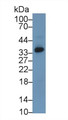 Western Blot; Sample: Human HepG2 cell lysate; Primary Ab: 1µg/ml Rabbit Anti-Human AGMAT Antibody Second Ab: 0.2µg/mL HRP-Linked Caprine Anti-Rabbit IgG Polyclonal Antibody