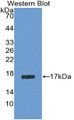 Western Blot; Sample: Recombinant protein.