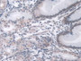 DAB staining on IHC-P; Samples: Human Stomach Tissue