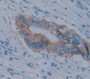 Alkaline Phosphatase, Placental Like Protein 2 (Alppl2) Polyclonal Antibody, Cat#CAU21684