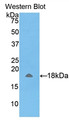 Western Blot; Sample: Recombinant protein.