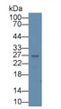 Western Blot; Sample: Rat Liver lysate; ; Primary Ab: 3µg/ml Rabbit Anti-Rat ARTN Antibody; Second Ab: 0.2µg/mL HRP-Linked Caprine Anti-Rabbit IgG Polyclonal Antibody;