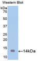 Western Blot; Sample: Recombinant protein.