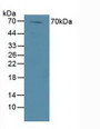 Western Blot; Sample: Human Lung Tissue.